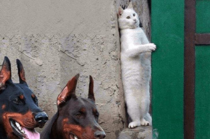 Believe It Or Not: These Natural Photos Are Completely RealPublished 1 month ago on April 24, 2019 By Chloe Draws
Run And Hide!
This photographer caught a hilarious moment here, with a white cat hiding to avoid a pair of bl