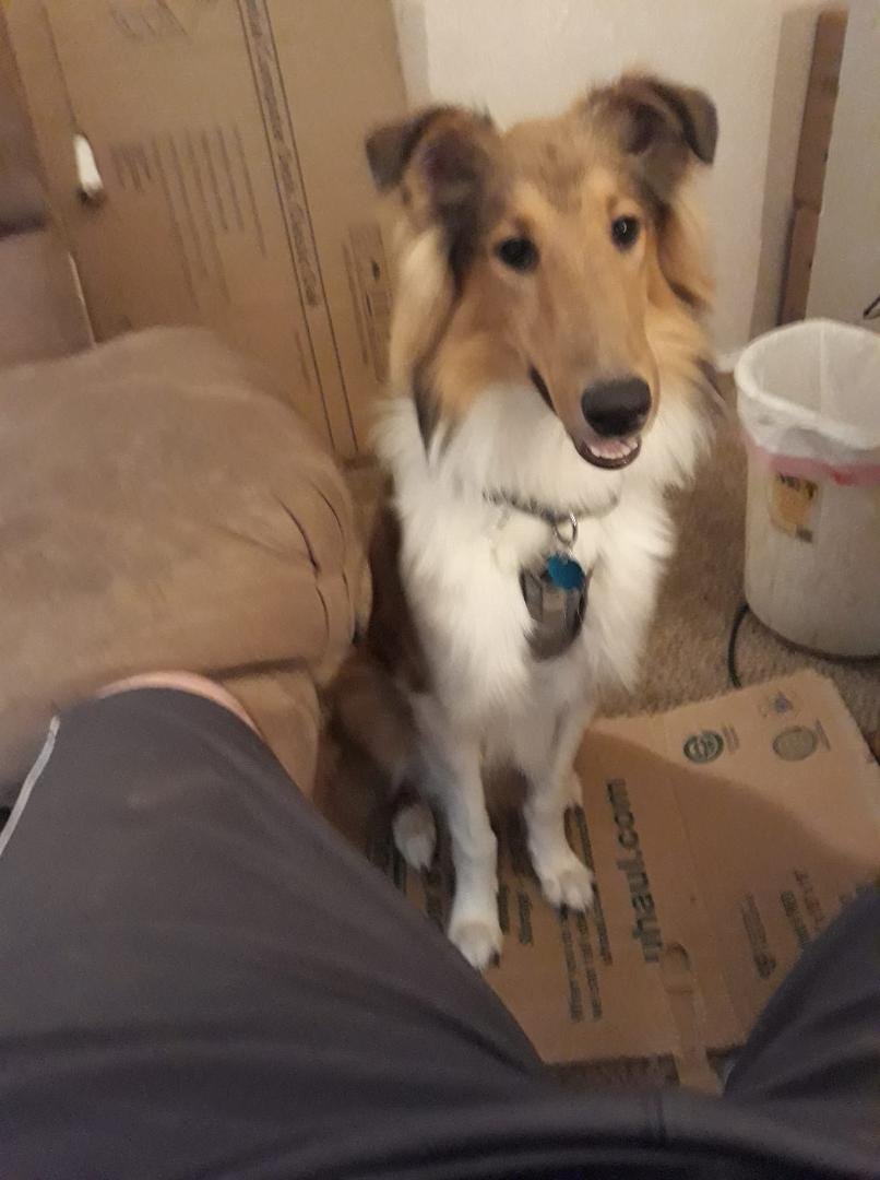 I think that I finally got Grizzly Bear to learn how to shake. Now if I can get him to stop chewing everything in site. I will be a lot happier.