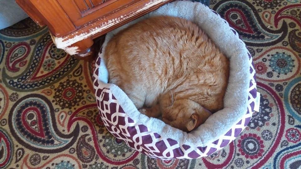 Sandy Elliott's album, Mobile Uploads