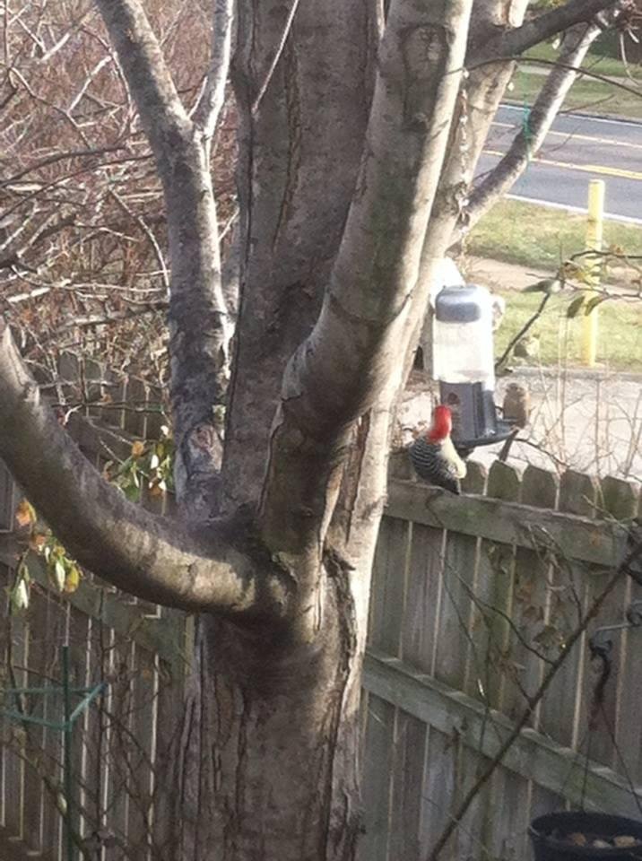 Stops by everyday in backyard , not sure what kind of bird this is?