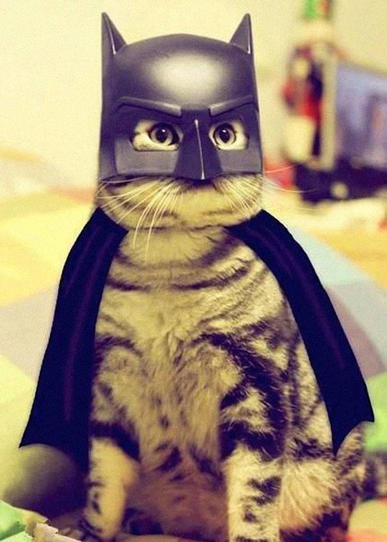 Don't fuck with me or I'll send Bat Cat over to kick your ass! LOL