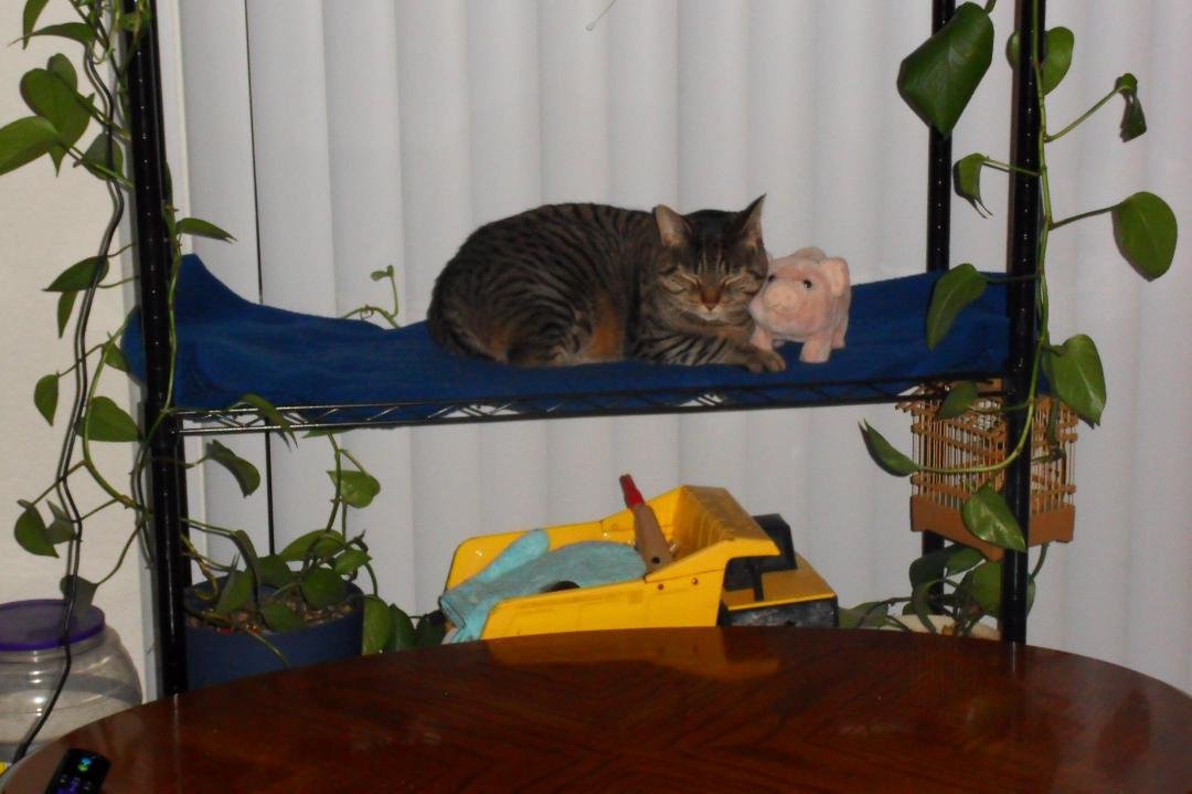Opal decided to buddy up to the little piggy.