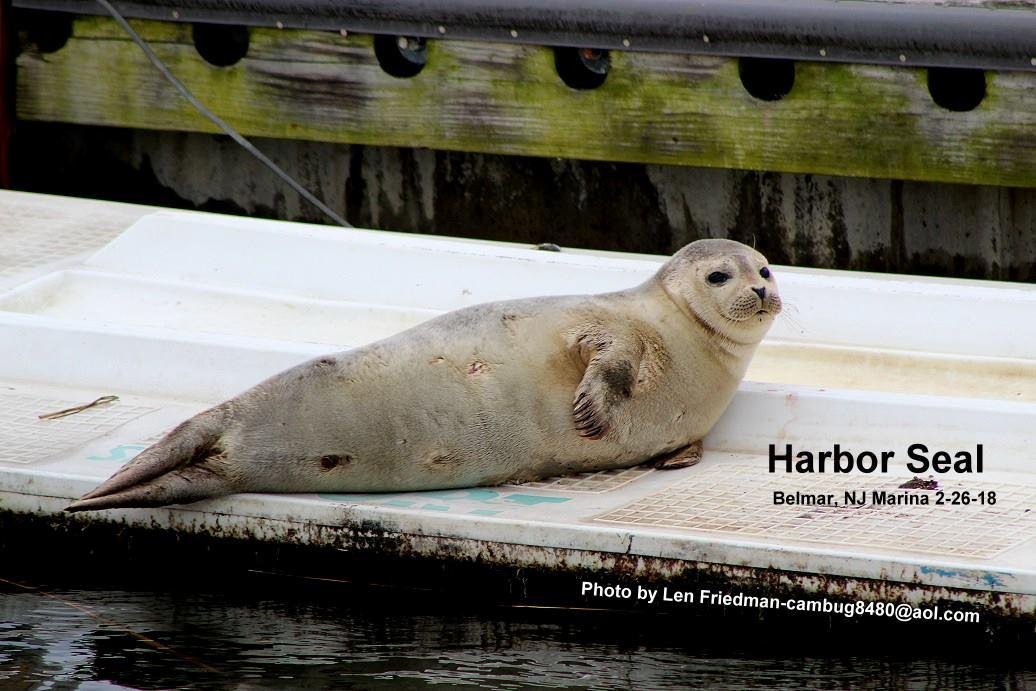 While I was on a short photo trip the other day with my buddy Dwight Molotsky, we came upon a Harbor Seal in the Belmar NJ Marina. This creature was just chilling out. My first time seeing one of these in the wild. It was r