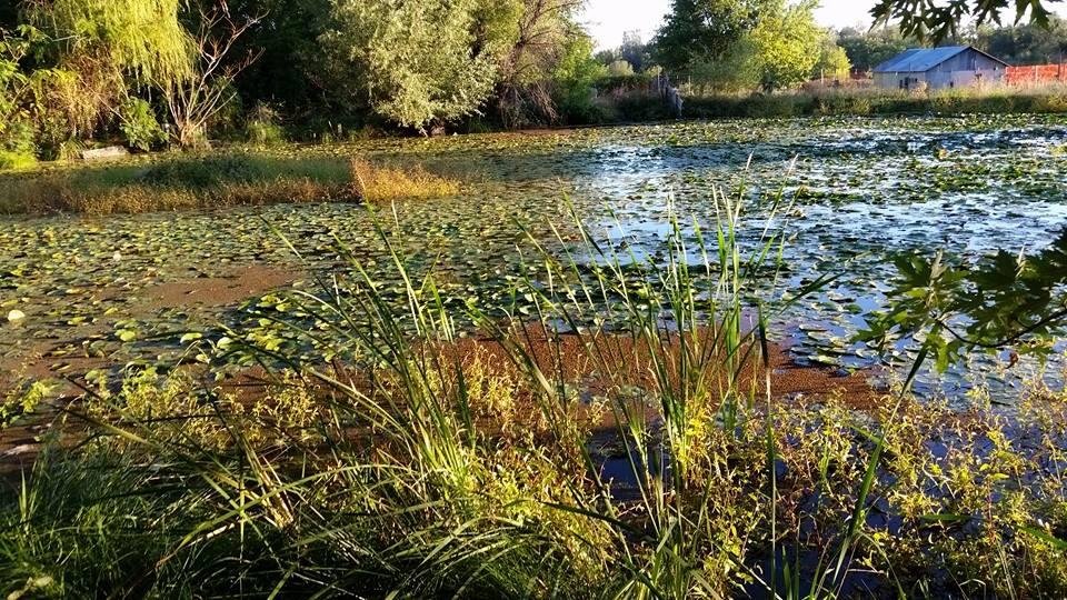 The first days of Fall are upon us. Soon the canal will be shut down & the pond level will go down. Beautiful time of the year.