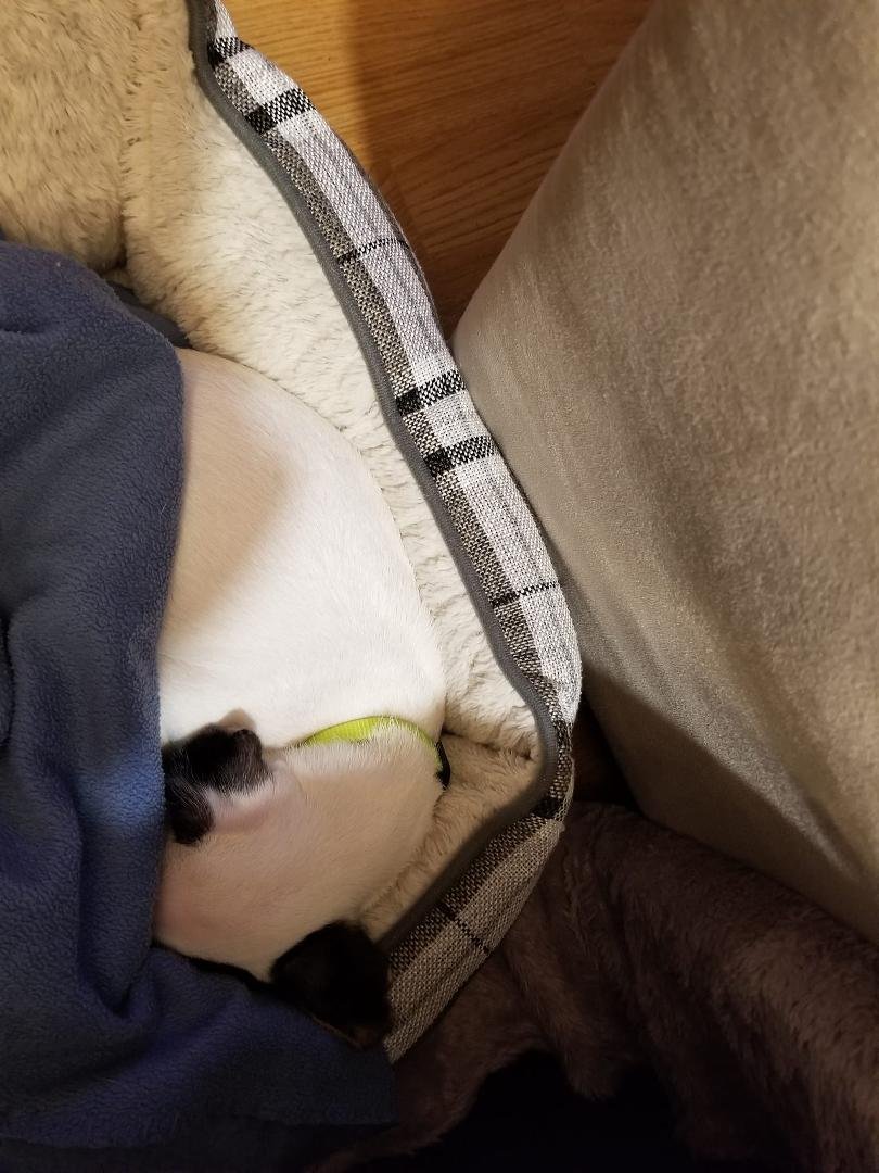 Roxy's chill photo of the day.