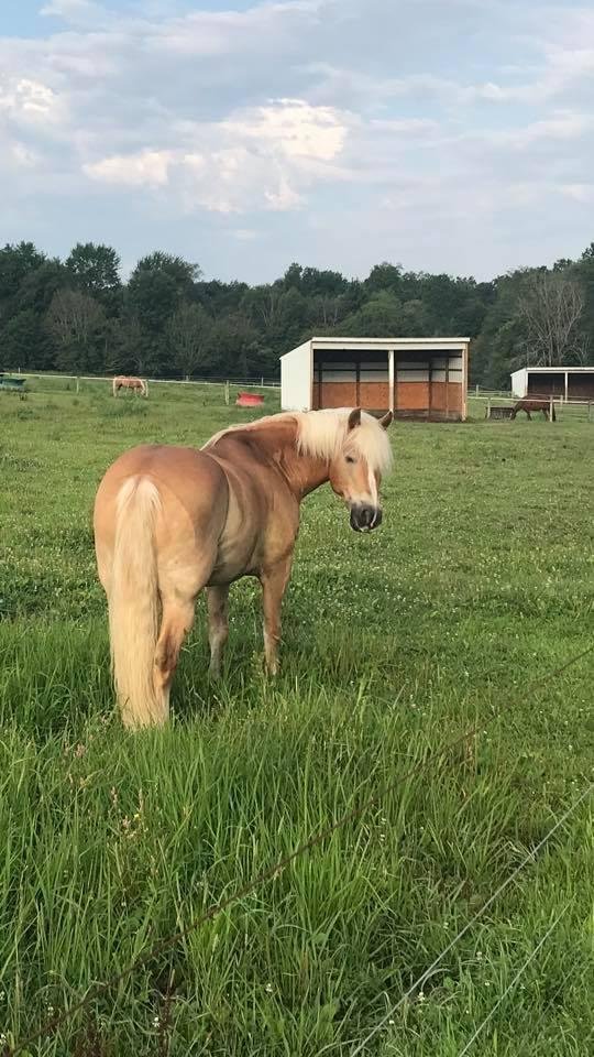Good Morning! Beautiful day feeding at the farm!