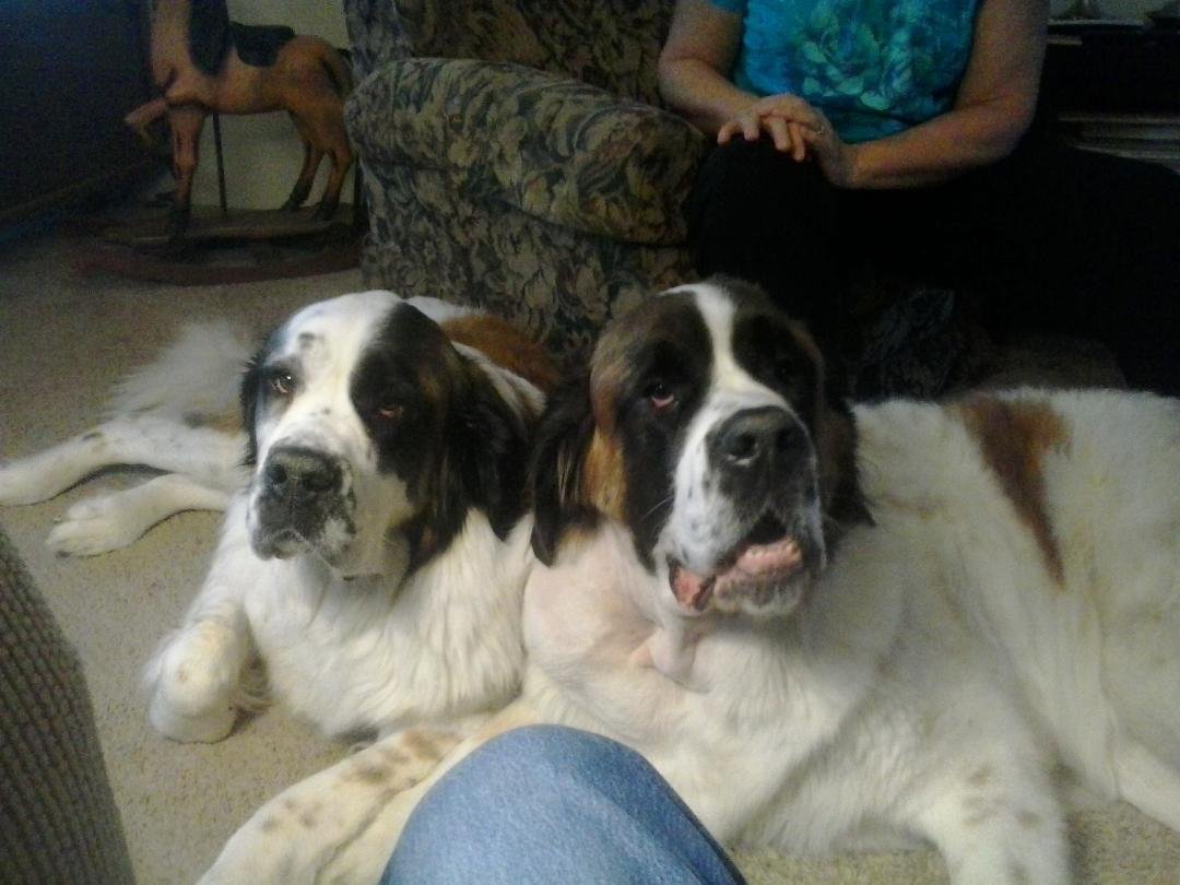 Both Bea and Bart are gone now. I miss them alot. Just had to put Bea down at 11:30 today. At least they are together now.