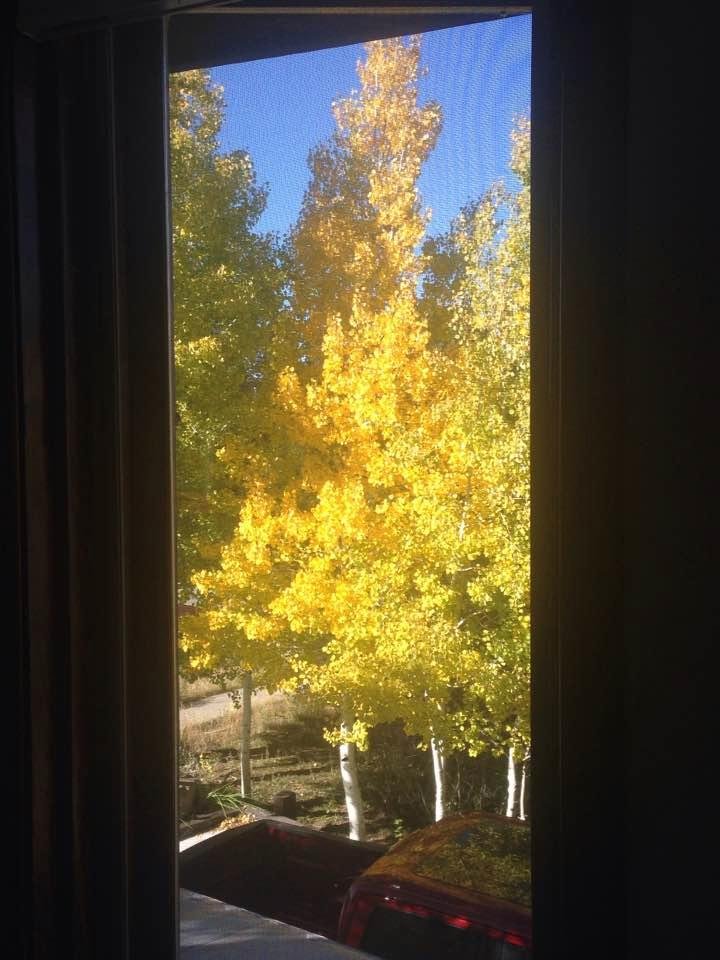 View from my bedroom window this morning. Alas my beautiful Fall, why can't you stay around longer!