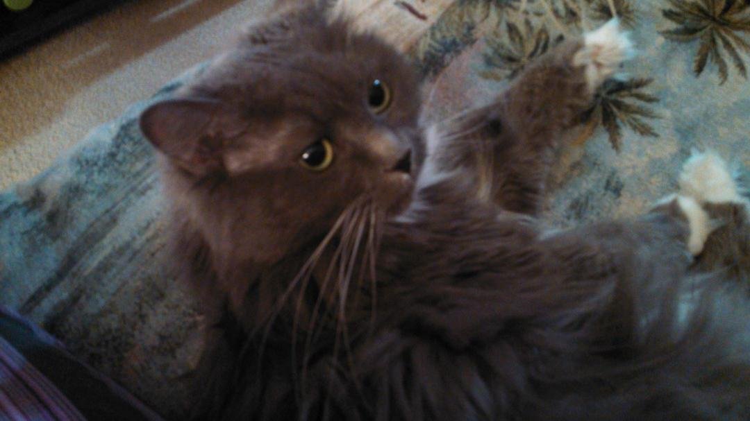 My sweet Gracie cat....