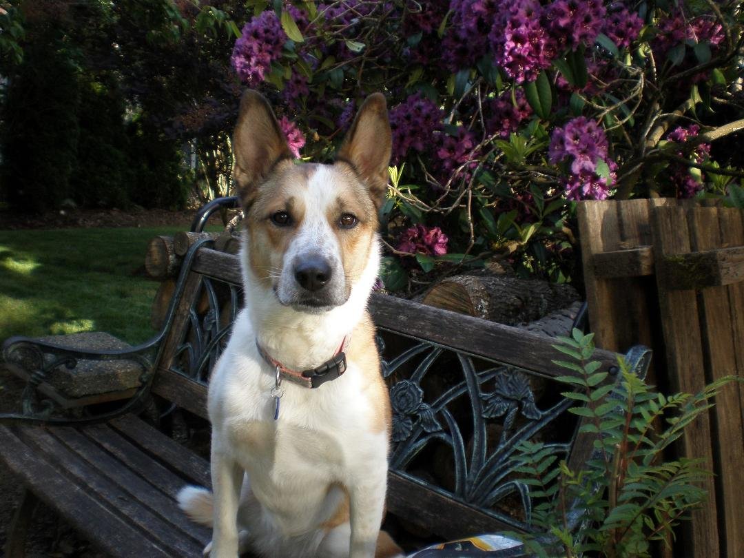 Our Pet, Dixie
