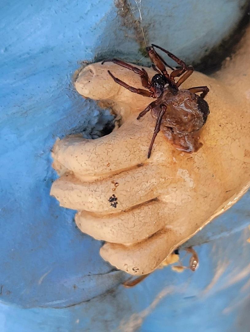 Someone please I d this spider ! Found today in my yard on this ceramic hand.