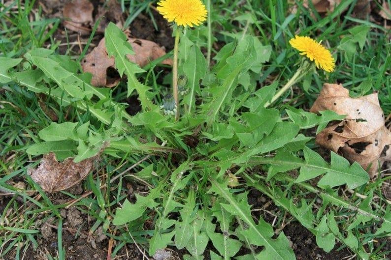 Every part of the dandelion is edible. I knew that someday not grooming my lawn would be a plus. I'm already buying dandelion tea. I need to figure out how to dig and process the root.