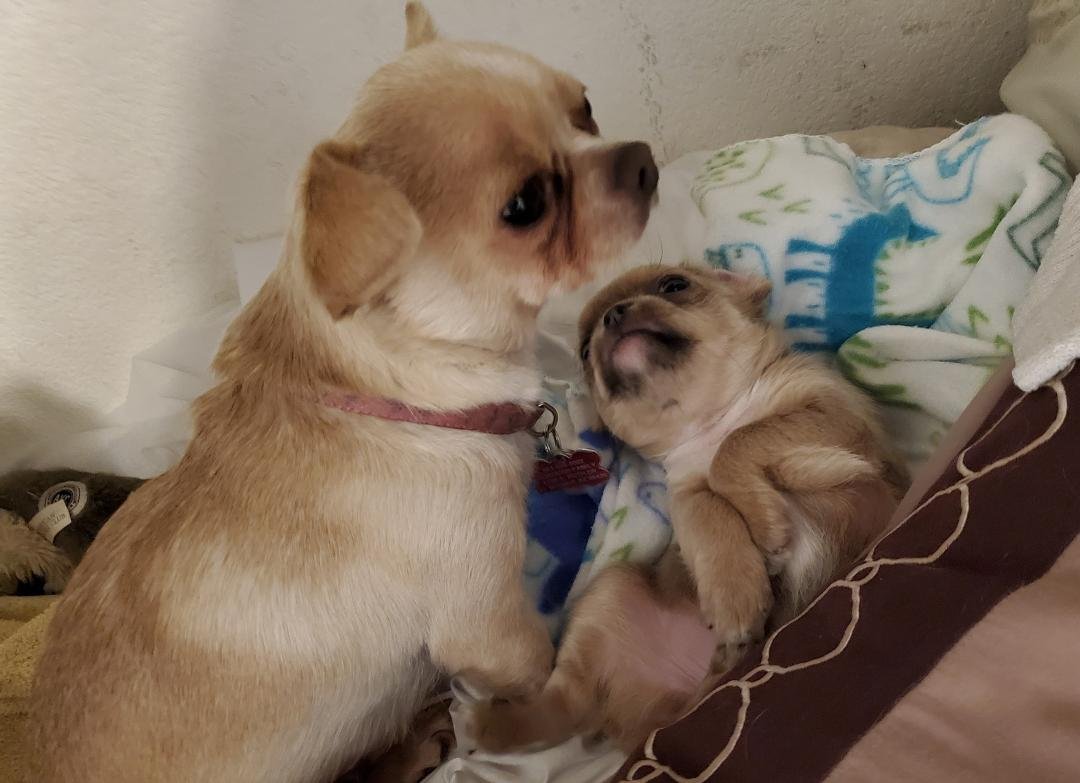 We are devastated over the loss of our precious Darling Darla she has crossed over the Rainbow Bridge. 6 week's ago she had a C-section and was never the same afterwards. The last 6 week's she's had become weak to the poin