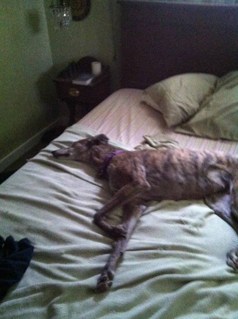 I am dog tired