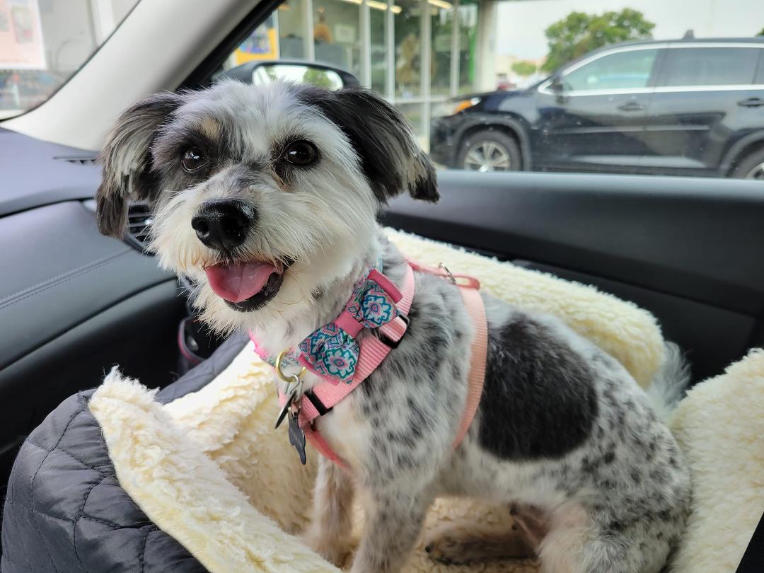 Dayzee's new hair cut....