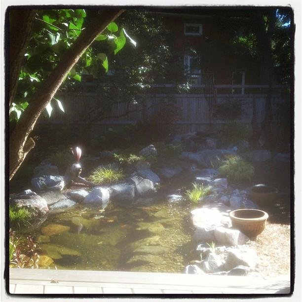 Fall in the garden. But then I got back up! http://instagr.am/p/PpeID_kber/