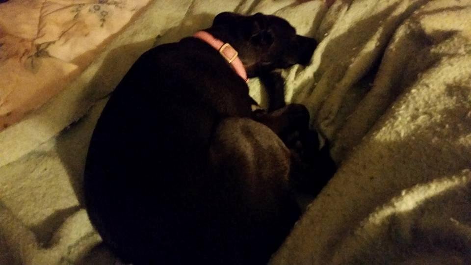 Ok, it 3:30 am, and now I'm wide awake. A 5 month old puppy has explosive diarrhea. It's liquid. And now I can't sleep. Poor Maya.
