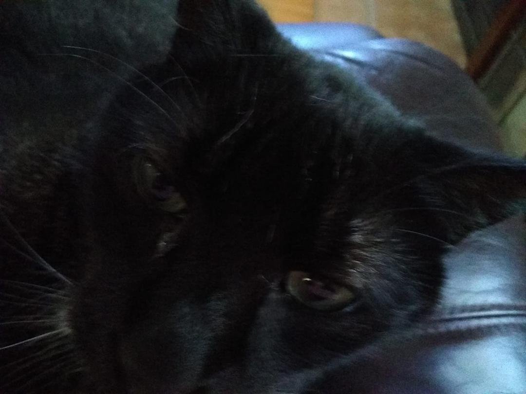 Black cat day. Love our Kujibo