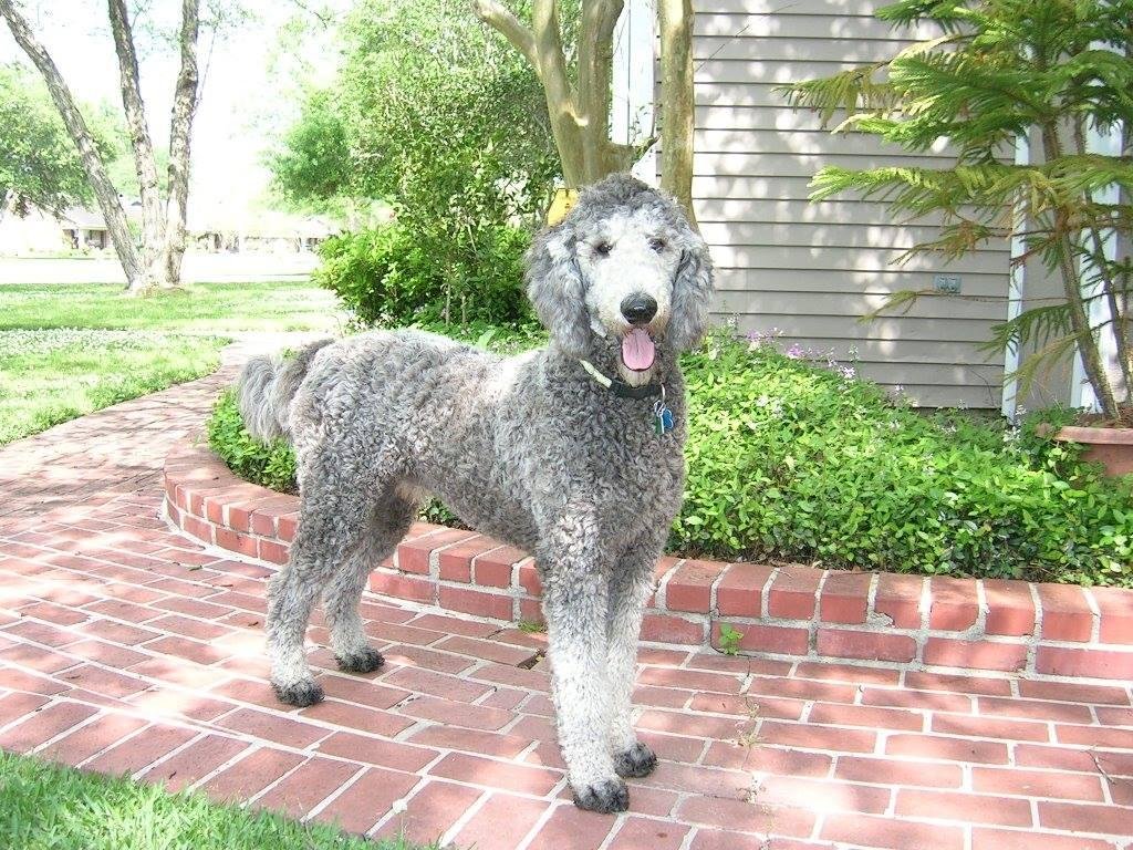 Today we lost one of our best friends. Our standard poodle, Denim, has been taken by cancer. He had his place in our daily lives for his short 8 years with us. He was loved and will surely be missed.