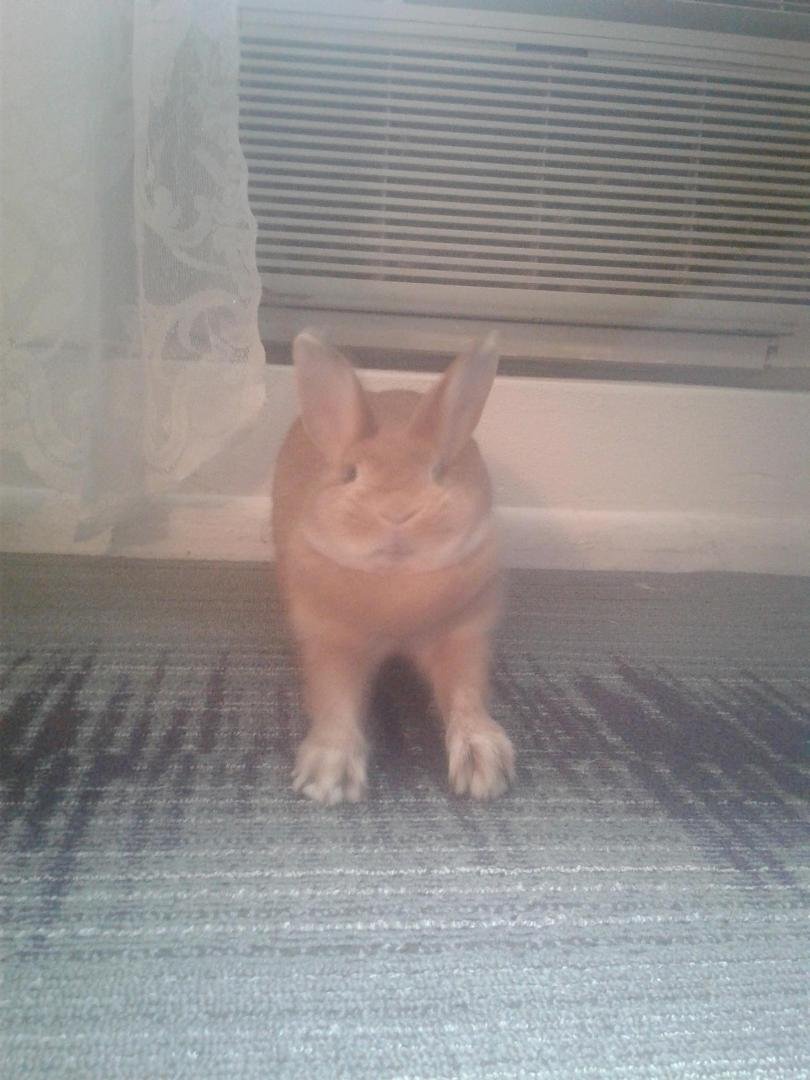 Here is a picture of my rabbit in mid stretch just before she yawned. Her face is hilarious.