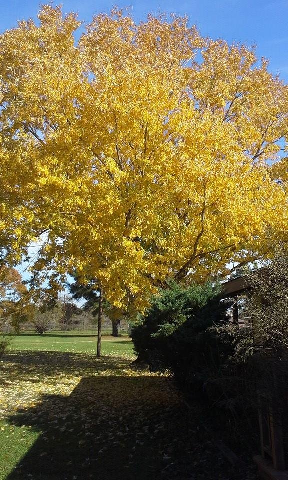 A tree in Huntsville yard