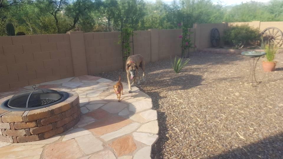 Tiger had a visitor tonight.