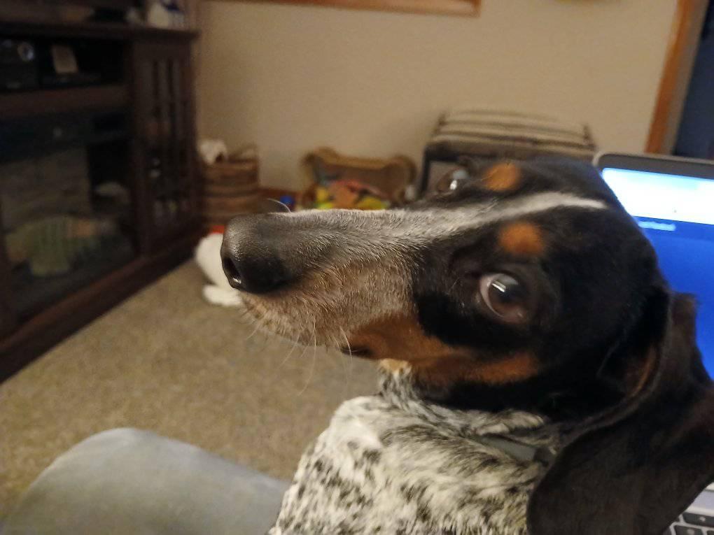 Forgot to post yesterday. Happy 7th Birthday Tater!
