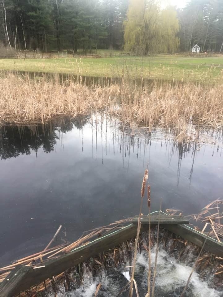 I saw Steve the Beaver is still on patrol. Zoom in on the ripple