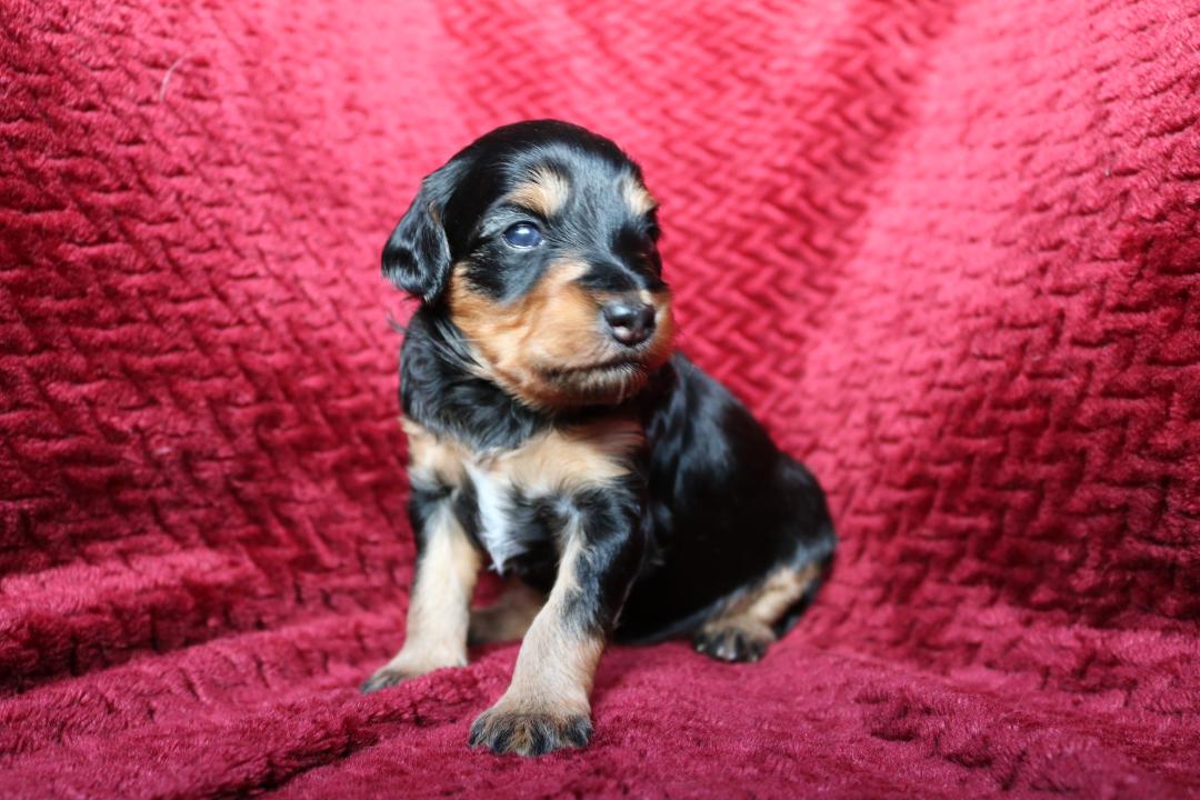 Meet Zoey, 4 weeks old. Our new addition. Can't wait till we get her home.