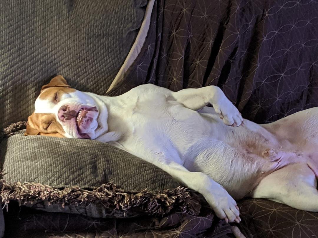 Our boy Junior kicking back on a Friday night. We love our Junior.😁💖