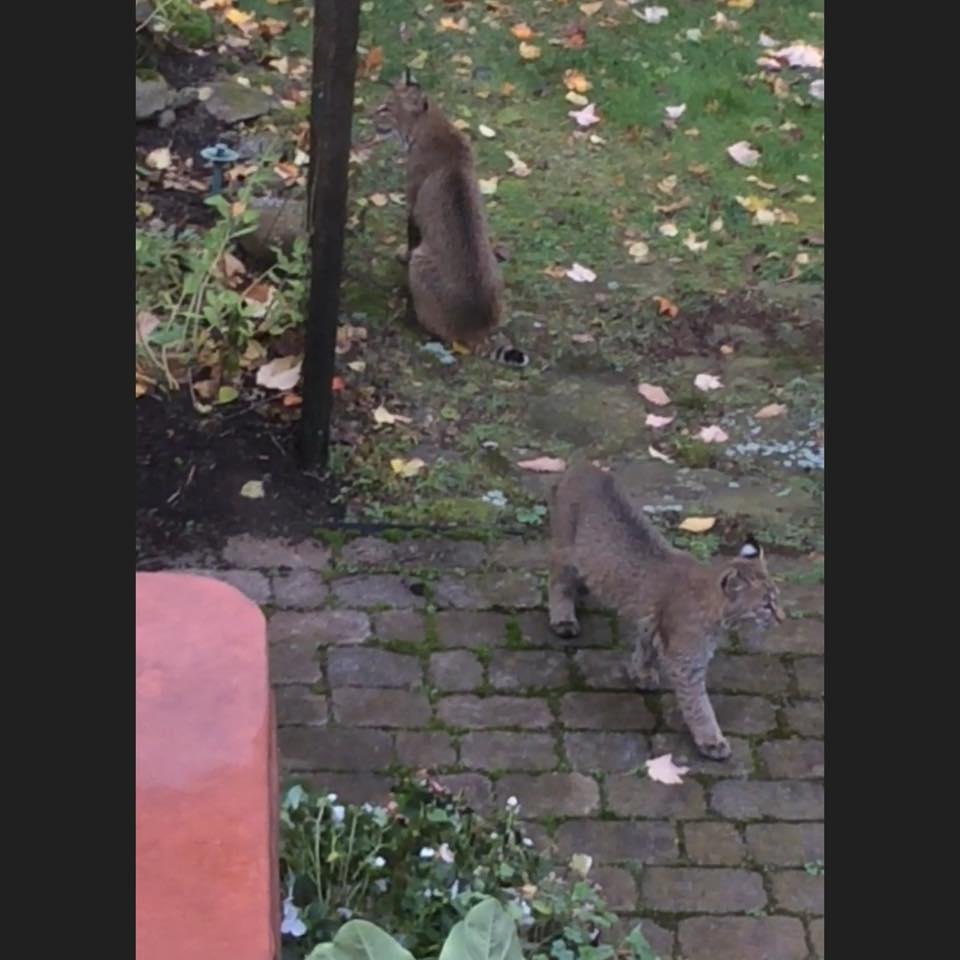 Had some unexpected visitors this morning.