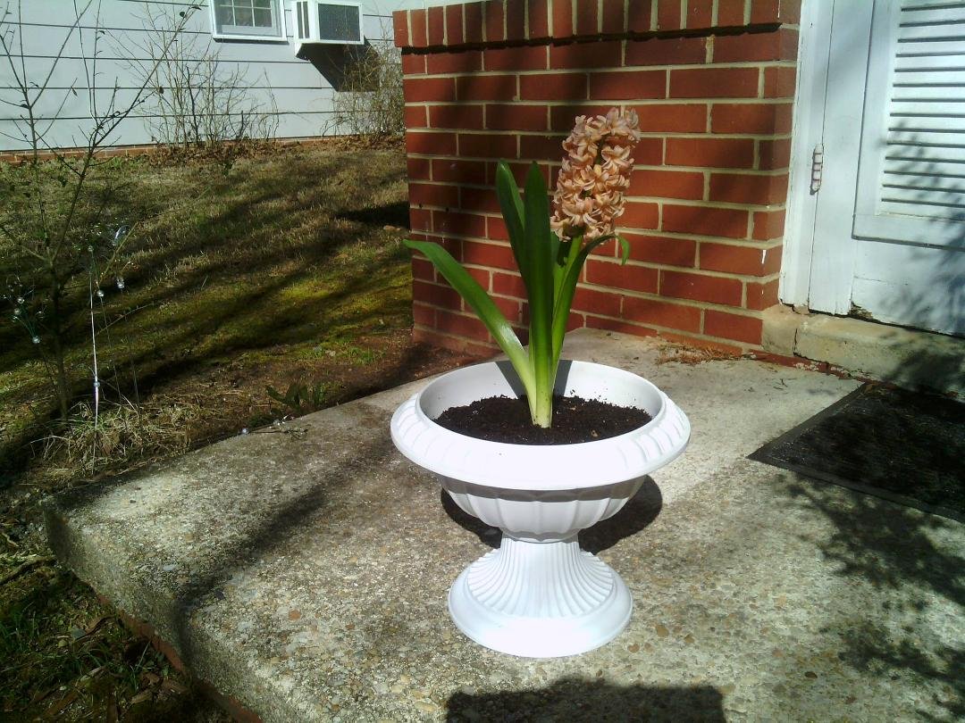 Only two things in life you canoe sure of.....death and taxes. Just finished the taxes. Bought myself this pretty flower to make me feel better. Hope you enjoy it too....... :)