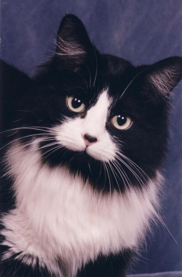 My Favorite Cat, Buffy (the diva) 1999-2002