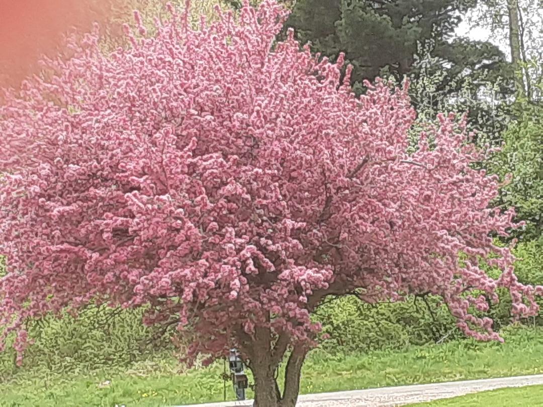 Beauty of spring. Flowering crab in front yard