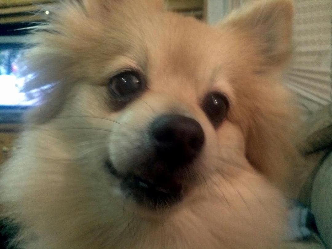 Woke up to a face full of Pomeranian.  She is so full of energy for a 12 year old dog.