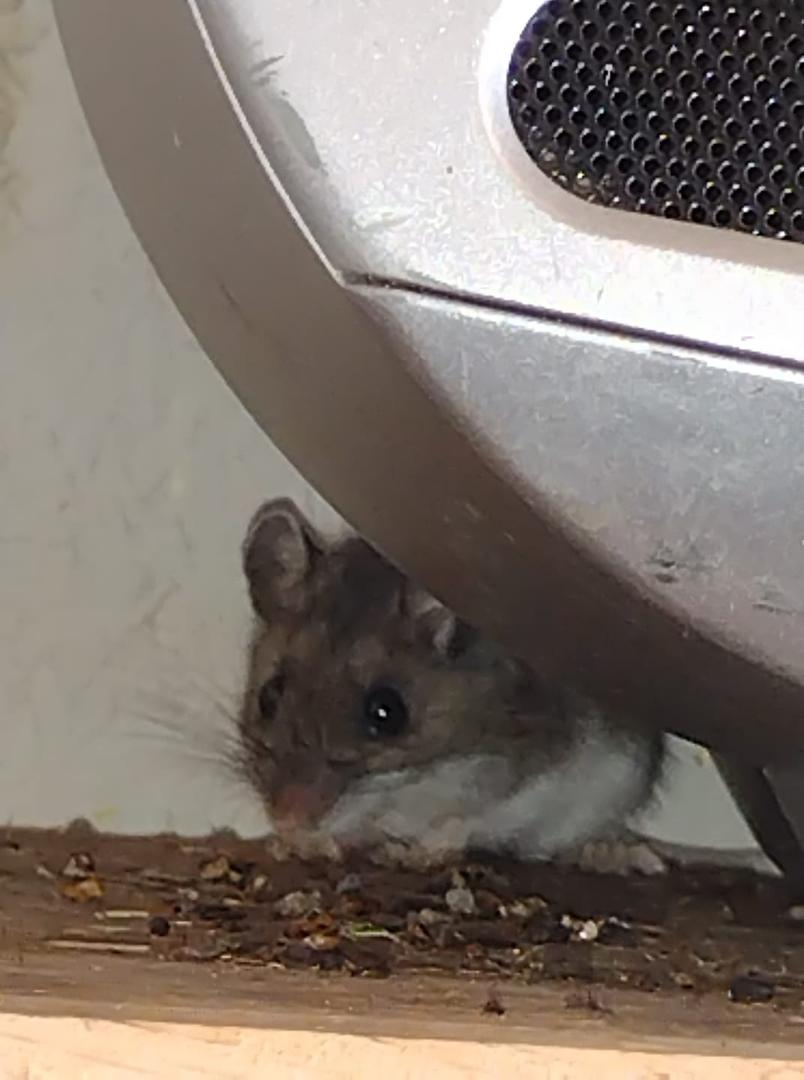 Stuart Little!