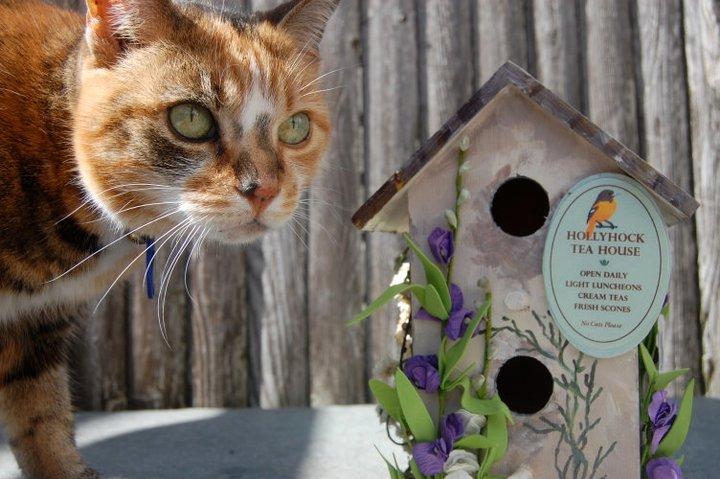 Daisy is not allowed to have tea here. The bottom of the sign says. "No cats please".