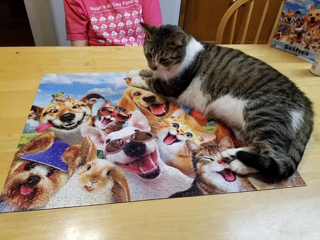 "Some of these cats look like relatives.  Why wasn't I in the picture?"