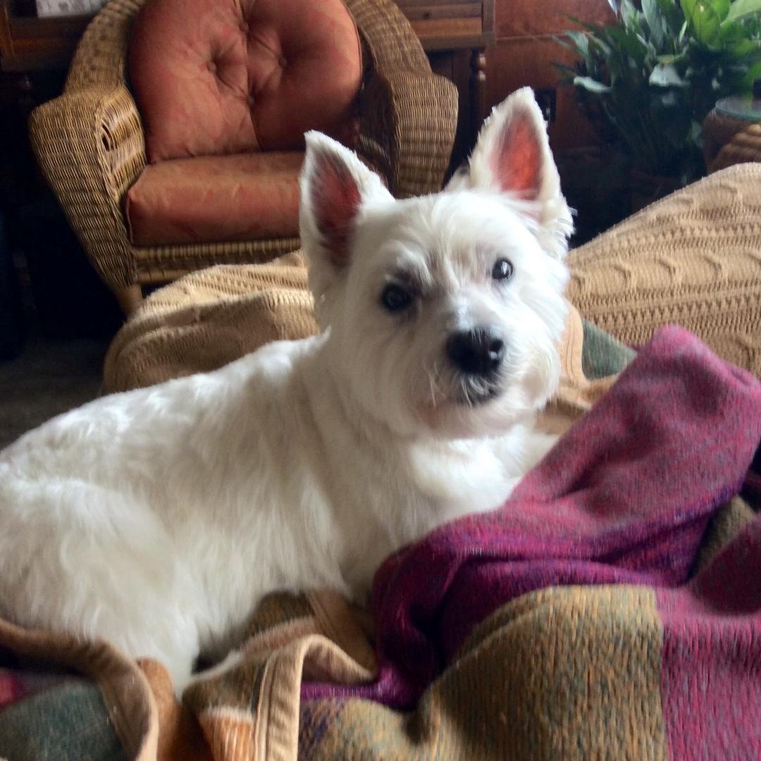 Maggie Mae getting ready for her afternoon nap!