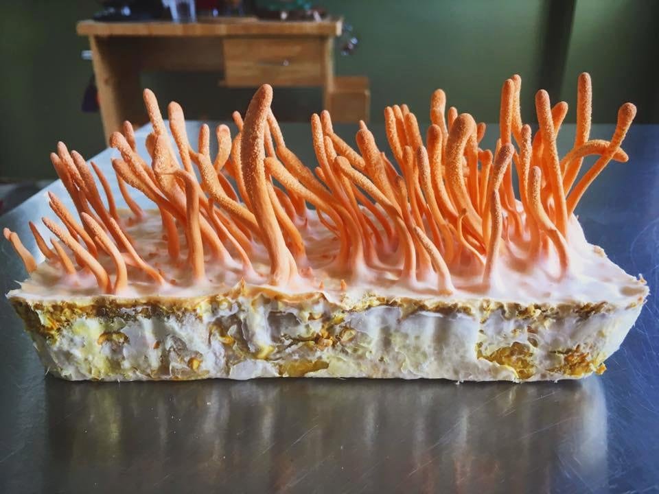 My mission is to learn how to make this