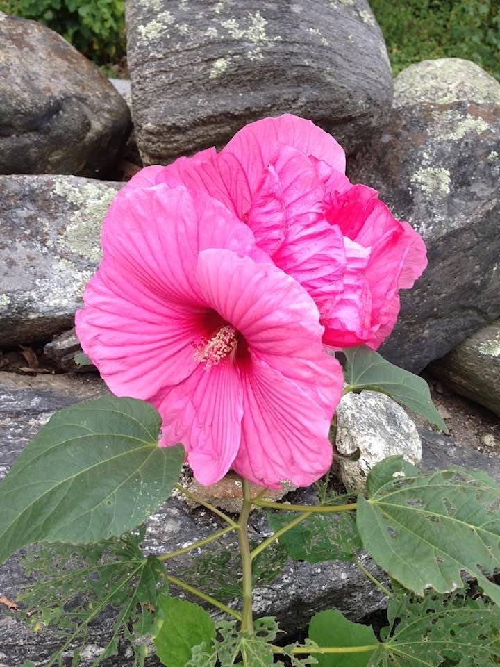 Tari Peterson Stoeckelman's album, Timeline photos