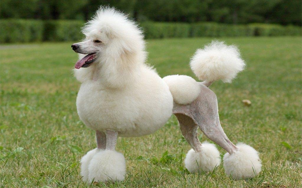 Did you know they just developed a Viagra for dogs? It's called a Milk-Boner!