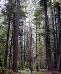 Less than 9% of Oregon Old Growth remains