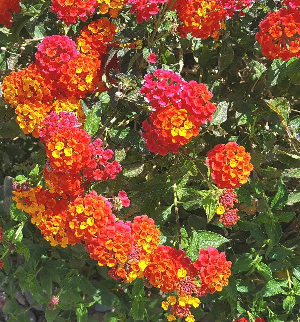 Lantana by my front sidewalk. 4/10/18