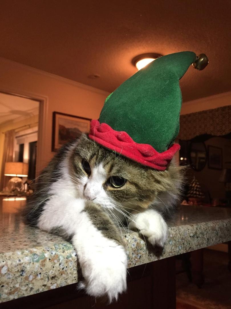 She's ready for the holidays! 🌲🎅