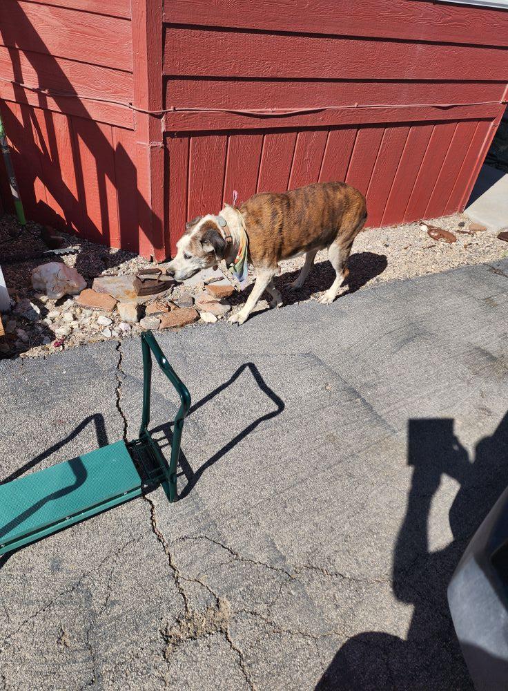 A very friendly older dog followed me around my yard today and we don't know who it belongs to he's right around 4th Street. If you own him please let us know or come and take him home. I offered him water on several occasi
