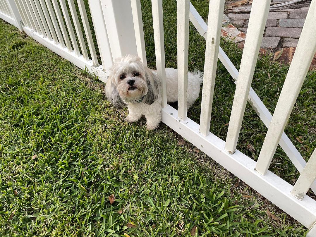 The little girl dog next door was in heat, and determination, sneakiness and desperation only got our little dog Toby so far.