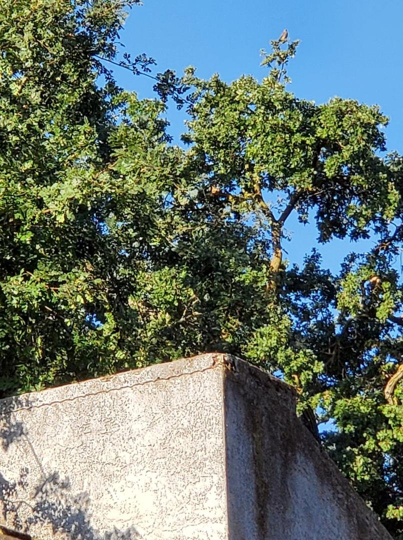 Here is a picture of his flight to our neighbors tree.