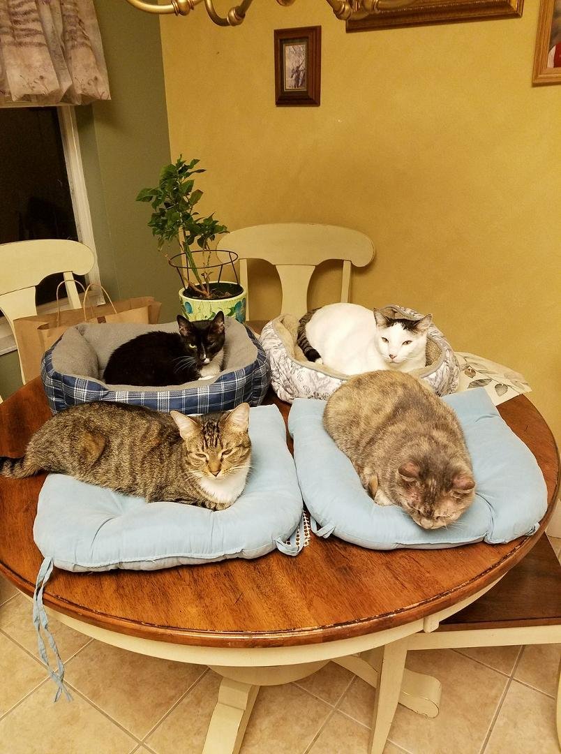 OMG. THERE ARE CATS EVERYWHERE!!!
