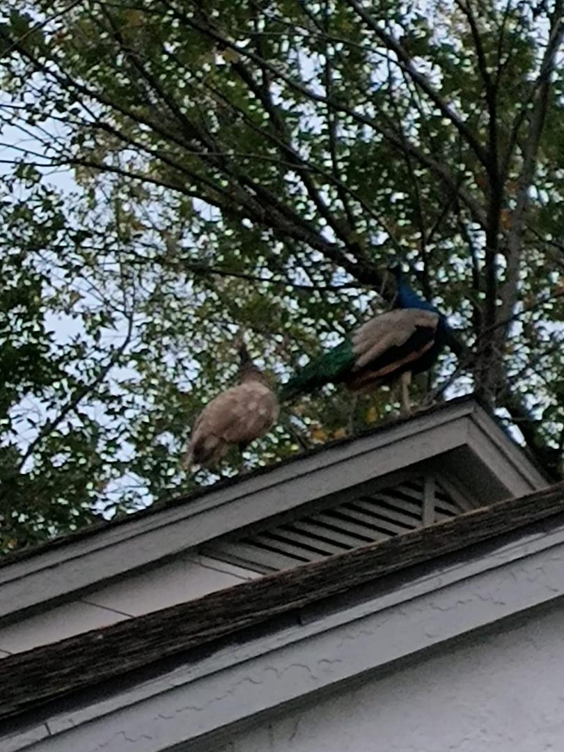 Well the peacocks are back and on my roof again!